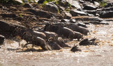 Zebralar ve antilop Masai M Serengeti göç sırasında