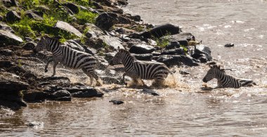 Zebralar ve antilop Masai M Serengeti göç sırasında