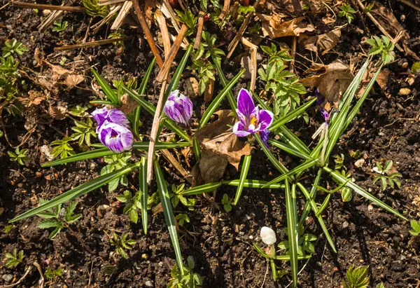 Several partially opened crocuses growing from black soil in spr — Stock Photo, Image