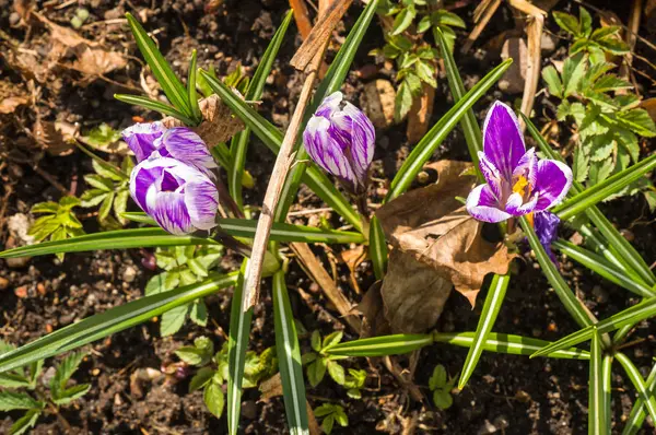 Several partially opened crocuses growing from black soil in spr — Stock Photo, Image