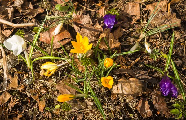 Several multicolored crocuses just appeared from under the last — Stock Photo, Image