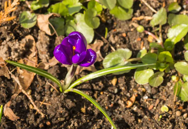 Several multicolored crocuses just appeared from under the last — Stock Photo, Image