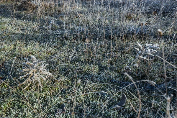 Mráz na trávě v časných ranních hodinách — Stock fotografie
