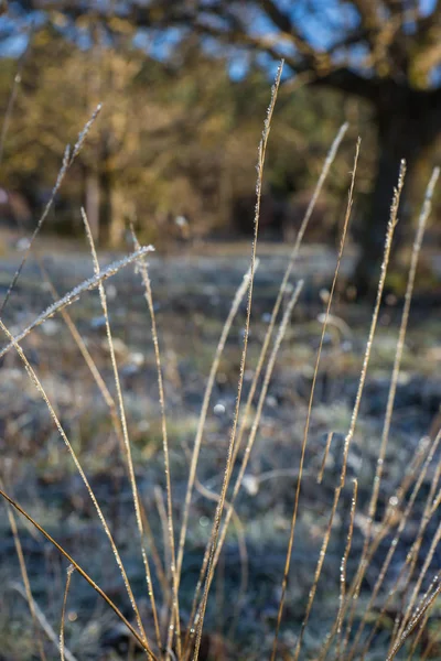 Рано утром мороз на траве — стоковое фото