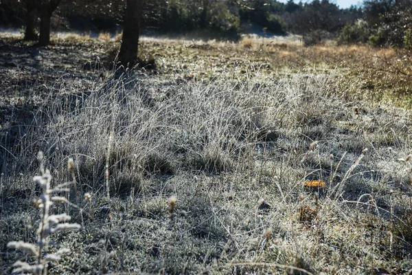 Frost on the grass in the early morning — Stock Photo, Image