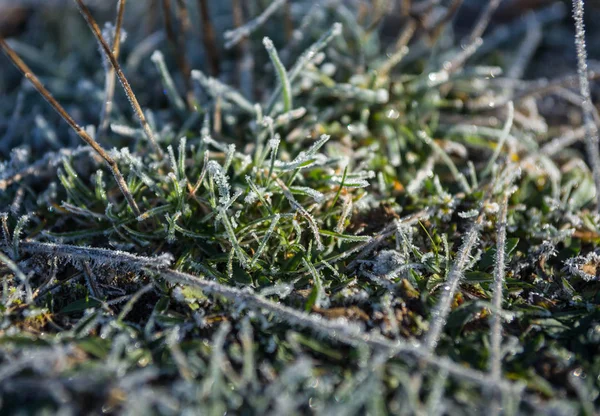 早朝の草の上の霜 — ストック写真