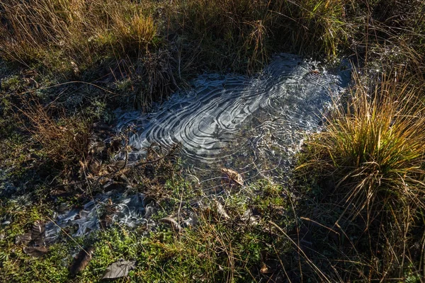 Frost auf dem Gras am frühen Morgen — Stockfoto