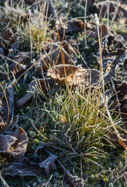 Vorst op het gras in de vroege ochtend — Stockfoto