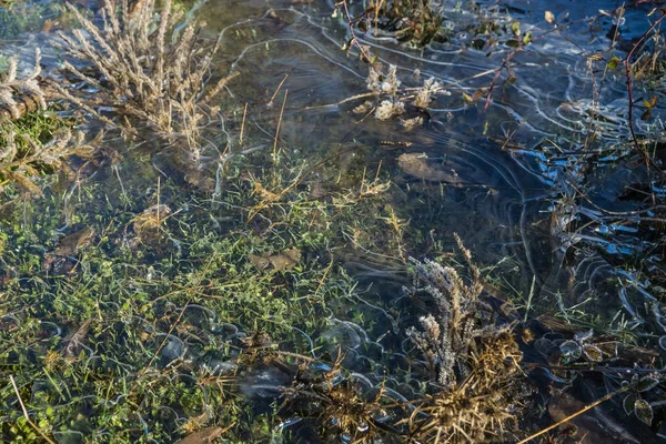 Frost auf dem Gras am frühen Morgen — Stockfoto