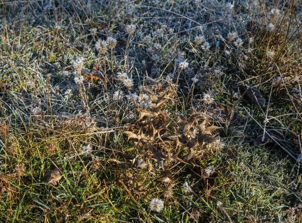 早朝の草の上の霜 — ストック写真