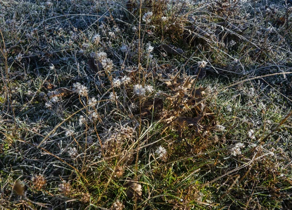 Frost auf dem Gras am frühen Morgen — Stockfoto