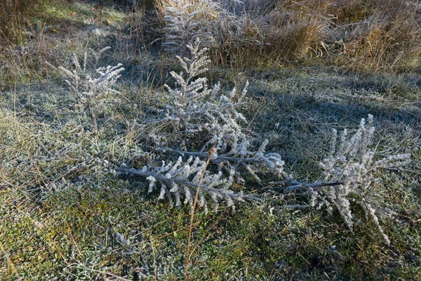 Vorst op het gras in de vroege ochtend — Stockfoto