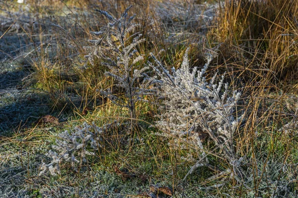 Vorst op het gras in de vroege ochtend — Stockfoto