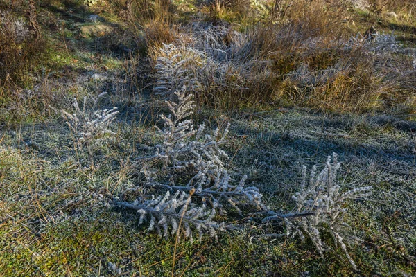 Vorst op het gras in de vroege ochtend — Stockfoto