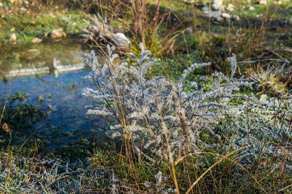 Mráz na trávě v časných ranních hodinách — Stock fotografie