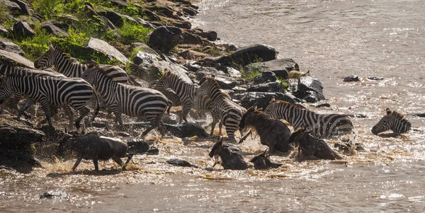 Zebra és GNÚ áttelepítéskor Serengeti Masai m — Stock Fotó