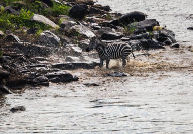 Zebralar ve antilop Masai M Serengeti göç sırasında