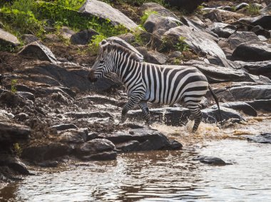 Zebralar ve antilop Masai M Serengeti göç sırasında