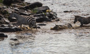 Zebralar ve antilop Masai M Serengeti göç sırasında