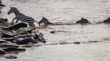 Zebralar ve antilop Masai M Serengeti göç sırasında
