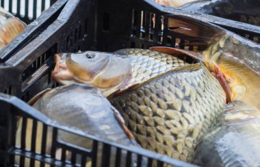 Canlı balık kutusunda piyasada Sochi, Rusya Federasyonu