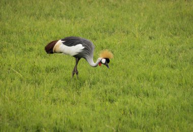 Kenya'daki Masai Mara parkta Vinçler taç