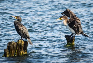 Kaliningrad bölgesi, Rusya'nın Baltık Körfezinde karabatak