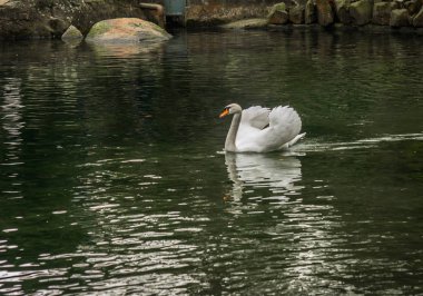 Göldeki beyaz kuğular, Kırım.