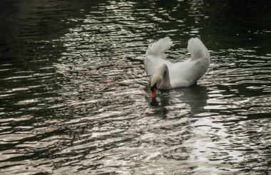 Göldeki beyaz kuğular, Kırım.