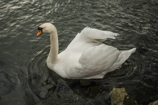 Зображення Білих Лебедів Біля Озера Крим — стокове фото
