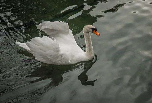 Imagem Cisnes Brancos Lago Crimeia — Fotografia de Stock