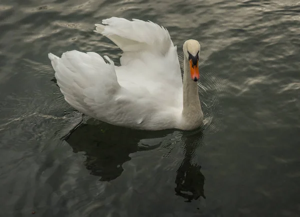 Imagem Cisnes Brancos Lago Crimeia — Fotografia de Stock