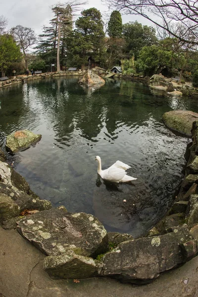 クリミアでの白い白鳥の画像 — ストック写真