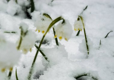 Sadece çıktı beyaz bahar çiçek bolca kabarık s ile kaplı