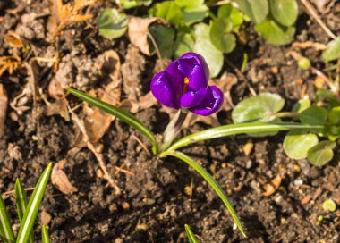 Birkaç çok renkli çiğdemler sadece son altından çıktı 
