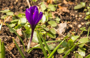 Birkaç çok renkli çiğdemler sadece son altından çıktı 