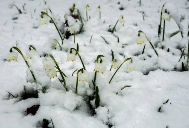 Sadece çıktı beyaz bahar çiçek bolca kabarık s ile kaplı
