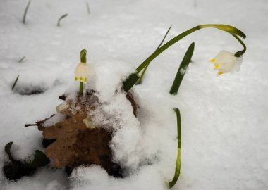 Sadece çıktı beyaz bahar çiçek bolca kabarık s ile kaplı
