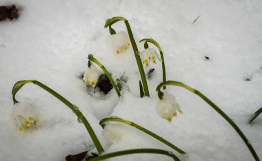 Sadece çıktı beyaz bahar çiçek bolca kabarık s ile kaplı