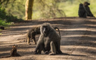 Maymun Babunlar Gölü Nakuru Kenya yakın: