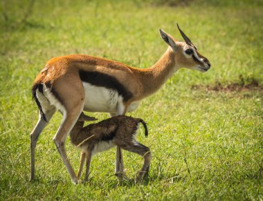 Antilop Thompson ve yeni doğan bebeği Masai Mara, Kenya