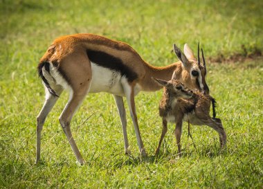 Antilop Thompson ve yeni doğan bebeği Masai Mara, Kenya