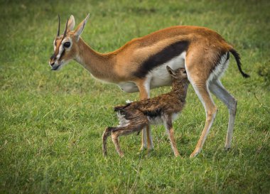 Antilop Thompson ve yeni doğan bebeği Masai Mara, Kenya