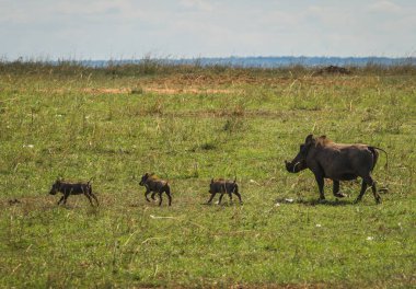 Kenya'daki Masai Mara doğa rezerv warthogs