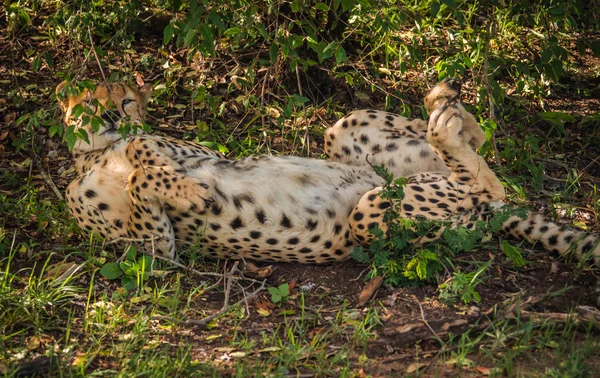 Africké gepardi v parku Masai Mara v Keni — Stock fotografie