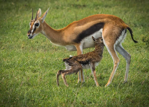 Antelope Thompson en haar pasgeboren baby in Masai Mara, Kenia — Stockfoto
