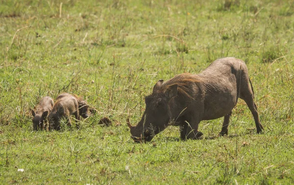 Warthogs dans la réserve naturelle Masai Mara au Kenya — Photo
