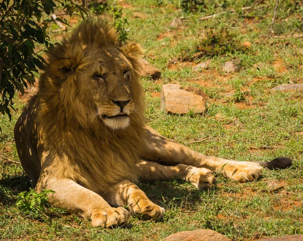 Rei leão em Masai Mara reserva natural no Quênia — Fotografia de Stock