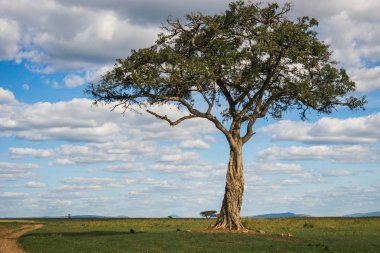 Bir ağaç Kenya Afrika manzara
