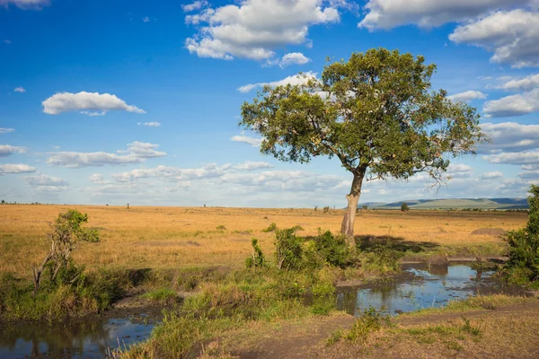 Paisaje africano con un árbol Kenya — Foto de Stock